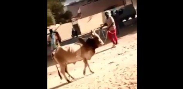 Vidéo : Après le lion de Hann, un taureau attaque…