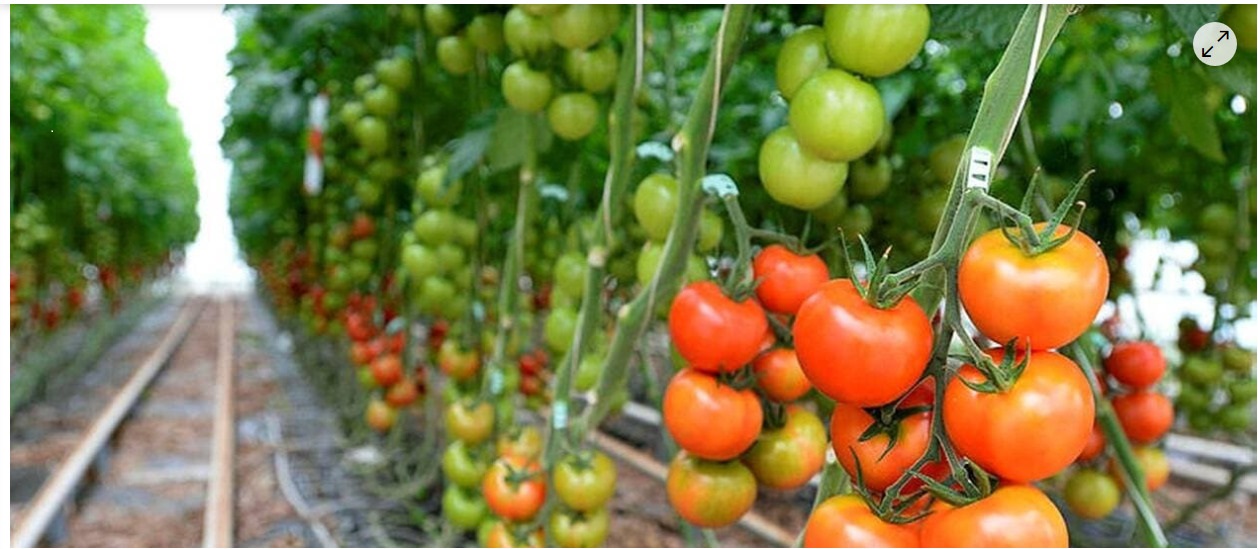 Virus de la tomate. Contamination confirmée dans une exploitation du Finistère La confirmation est tombée ce lundi 17 février : une serre du Finistère est bel et bien touchée par le virus To BRFV. Toute la filière bretonne s’alarme. Toute la filière bretonne s’inquiète.