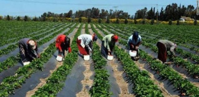 Des techniciens de l’agriculture envisagent d’observer une grève de la faim, ce samedi