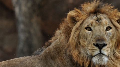 Parc zoologique de Hann: Un employé imprudent, blessé par un lion