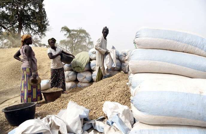 Au Sénégal, les Chinois accusés de rafler la production de cacahuètes