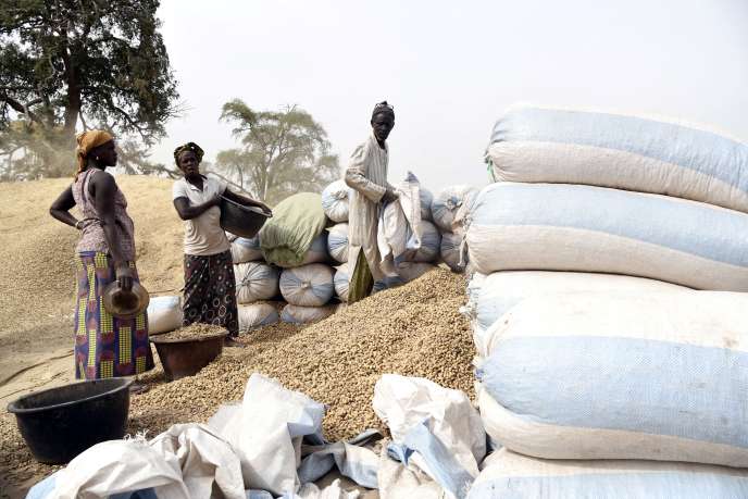 Au Sénégal, les Chinois accusés de rafler la production de cacahuètes