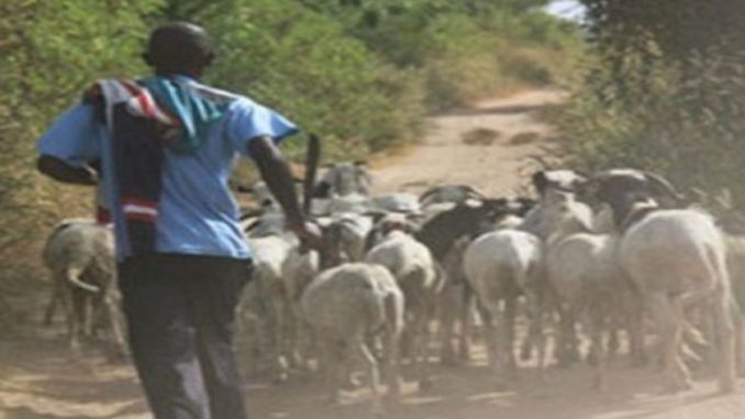 Vols de bétails : O. Daité arrêté au moment où il écoulait « ses » moutons à la « Séras »