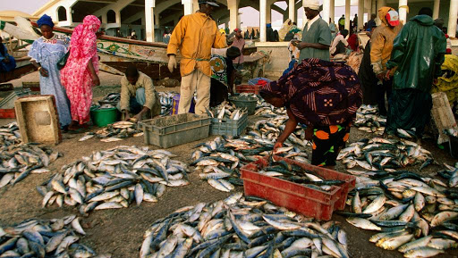 Cheikh Cissé vole 4 caisses de poissons et prend 1 ans ferme de prison…