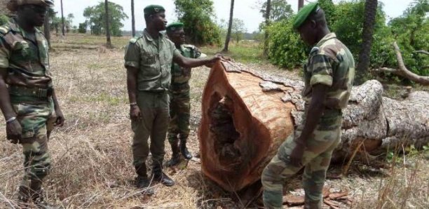 Trafic de bois au Sénégal: «Les autorités concernées doivent être traduites devant la justice»