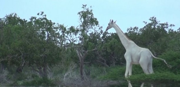 La seule girafe blanche du Kenya et son petit tués par des braconniers