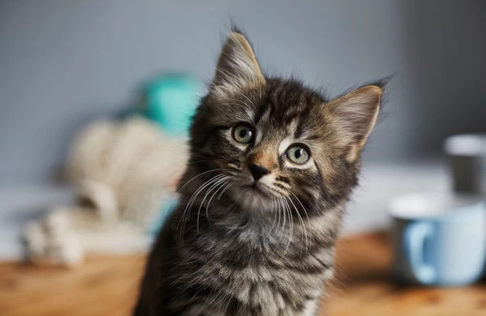 Une appli de rencontres remplace les photos de pénis… par des chatons