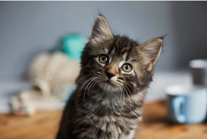 Une appli de rencontres remplace les photos de pénis… par des chatons