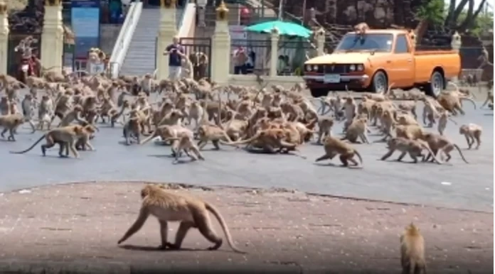 Insolite: Des milliers de singes s’affrontent dans une guerre tribale en pleine rue