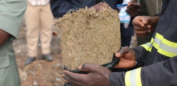 Trois trafiquants de drogue tombent à Ziguinchor