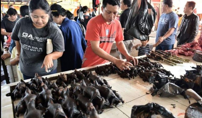 Covid-19 en Chine : Les marchés revendent les chauves-souris après la « victoire »