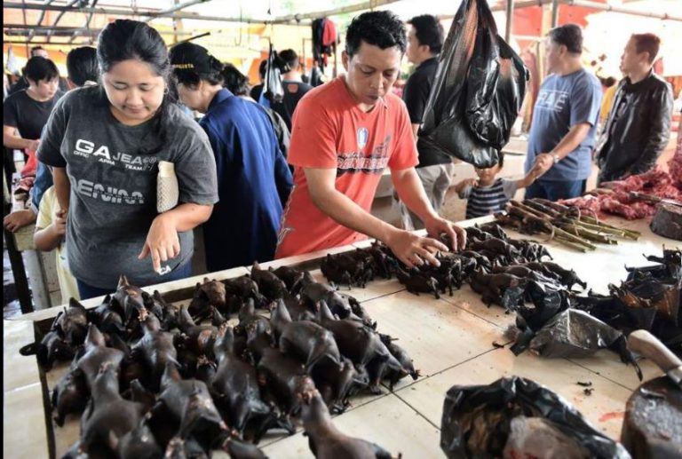 Covid-19 en Chine : Les marchés revendent les chauves-souris après la « victoire »