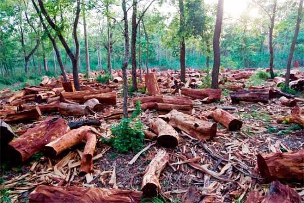 Scandale : Au moins un million d’arbres expédiés en Chine en 6 ans