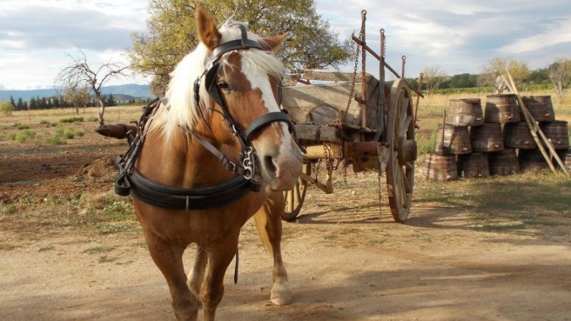 Ouest-Foire : Des restes humains transportés par une charrette…