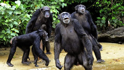 Coronavirus : Le Gabon veut éviter sa propagation sur les grands singes