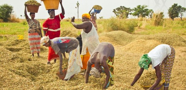 Covid-19 au Sénégal : La prochaine campagne agricole (presque) compromise