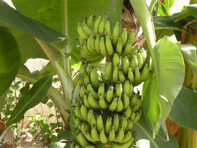 Covid-19 –La filière banane bat de l’aile en Casamance