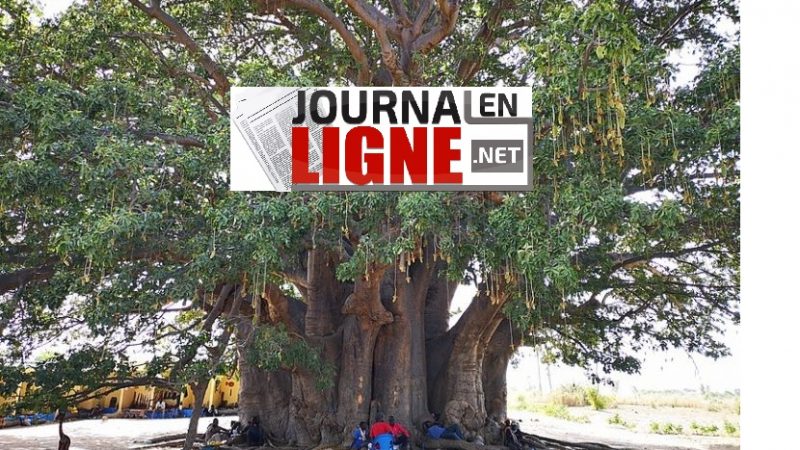 Découverte au Sénégal de l’arbre le plus épais du monde