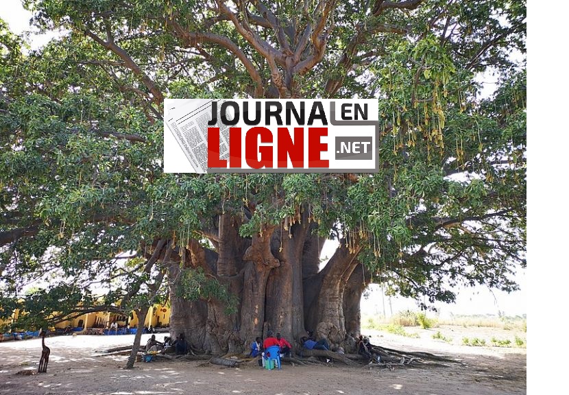 Découverte au Sénégal de l’arbre le plus épais du monde