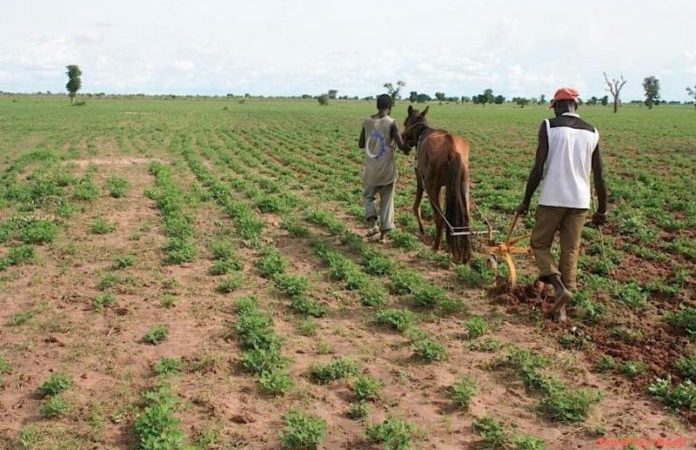 Campagne agricole : La fin de la mise en place prévue en juin