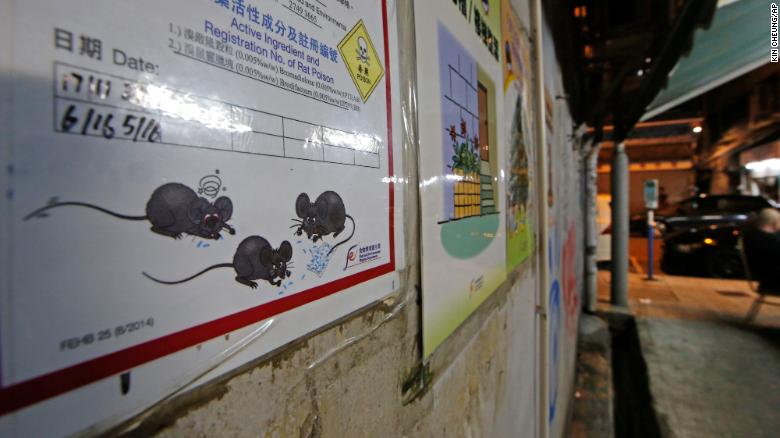 Des habitants de Hong Kong tombent malades à cause d’un virus de l’hépatite trouvé chez des rats — mais personne ne sait comment ils sont infectés.