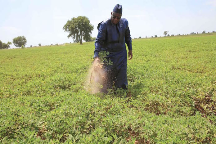 Macky allou 60 milliards au programme agricole 2020–2021