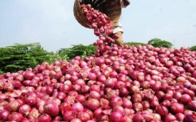 Mévente de l’oignon : les producteurs de Potou sollicitent le soutien de l’Etat