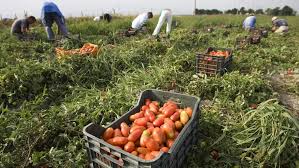 Coronavirus en Italie: régularisation massive de travailleurs agricoles