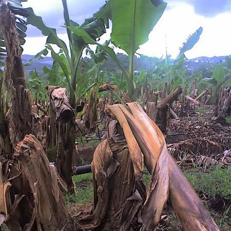 Tempête à Balantacounda ( Sédhiou) : 24 616 bananiers déracinés