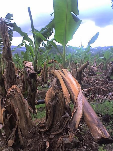 Tempête à Balantacounda ( Sédhiou) : 24 616 bananiers déracinés