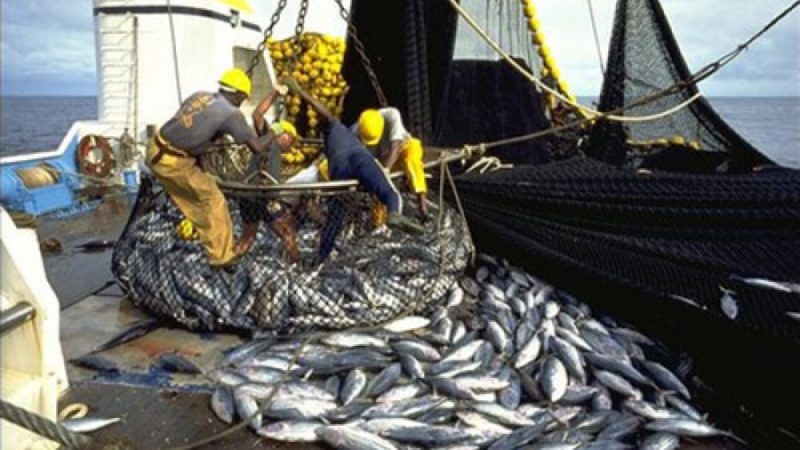 Sénégal : « 57 licences de pêche octroyées à des navires étrangers qui opèrent en toute impunité » (Gaipes)