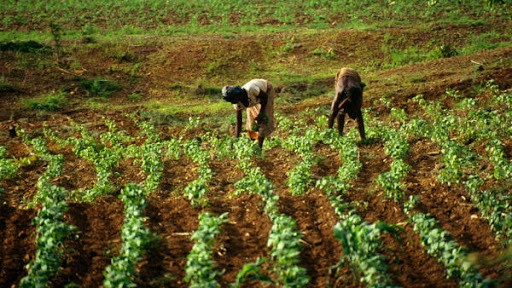 «TEKKI NDAWNI» : UN PROJET DE 54 MILLIARDS POUR POUSSER 150 000 JEUNES VERS L’AGRICULTURE