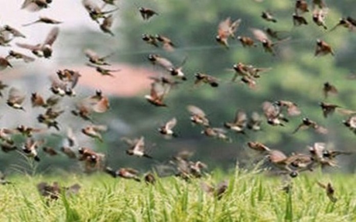 La vallée du fleuve Sénégal : Une invasion d’oiseaux détruit plus de 1000 ha de riz