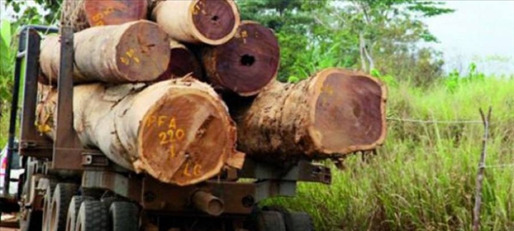 Casamance : L’armée et les eaux et forêts décrètent la fin du trafic de bois et des…