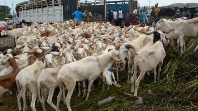 Samba Ndiobène Kâ : « J’invite les Sénégalais à acheter tôt leur mouton. S’ils attendent… »