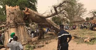 Kaffrine : Un Baobab tombe sur deux jeunes et fait un mort