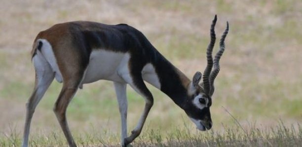 « 3 des 6 gazelles convoyées à la réserve privée d’Abdou Karim Sall sont mortes » (Libération)