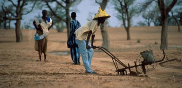 Le « come-back » de l’agriculture (Par Issa Barro)