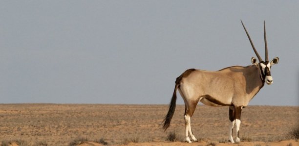 Transfert de gazelles oryx : Un agent de la réserve de Katané avait sonné l’alerte