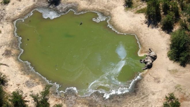 Mystère : Des centaines d’éléphants retrouvés morts au Botswana