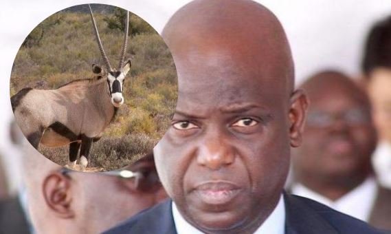 Affaire des gazelles oryx : Mansour Faye fait partie des bénéficiaires