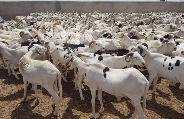 Médina Baye : Plus de 250 moutons aux nécessiteux