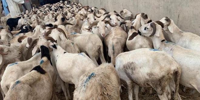 Louga : Moustapha Diop offre des moutons aux Imams et aux familles religieuses