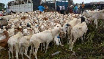 Phoenix-Sénégal : Un agent véreux disparaît avec l’argent des moutons