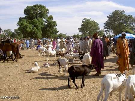 Linguère : Un berger tué pour une chèvre