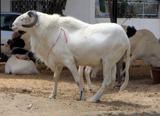 Tabaski : Balla Gaye 2 offre un Grand mouton à Ameth Aïdara