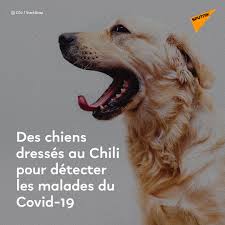 Des chiens dressés pour détecter les malades du Covid-19 au Chili