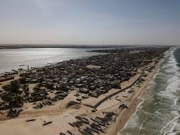 Ils sauvent la planète : Les arbres du Sénégal contre l’avancée de la mer