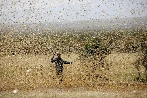 Afrique de l’Ouest : Alerte sur une potentielle invasion de criquets pèlerins