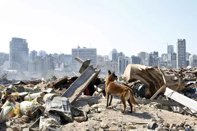 Des secouristes fouillent les décombres du port de Beyrouth, des responsables arrêtés